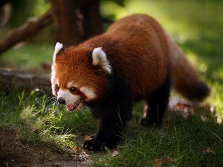 Firefox thực chất là panda lông đỏ, chứ không phải là cáo như mọi người vẫn tưởng