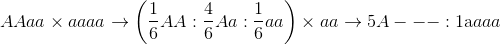 AAaa \times aaaa \to \left( {{1 \over 6}AA:{4 \over 6}Aa:{1 \over 6}aa} \right) \times aa \to 5A - - - :1{\rm{a}}aaa