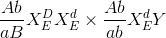 {{Ab} \over {aB}}X_E^DX_E^d \times {{Ab} \over {ab}}X_E^dY