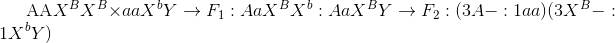 {\rm{AA}}{X^B}{X^B} \times aa{X^b}Y \to {F_1}:Aa{X^B}{X^b}:Aa{X^B}Y \to {F_2}:(3A - :1aa)(3{X^B} - :1{X^b}Y)