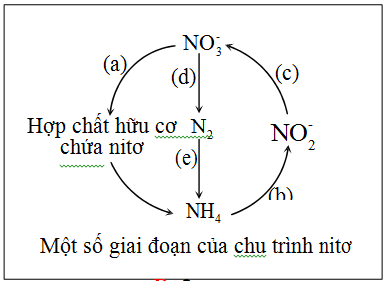 Sơ đồ bên mô tả mọt số giai đoạn của chu trình nito trong tự nhiên ...