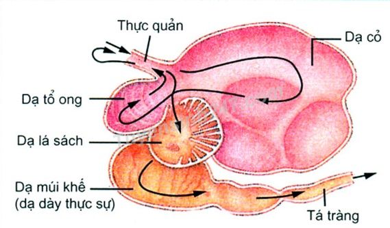 Dạ Dày 4 Ngăn Của Trâu: Khám Phá Cấu Trúc Và Chức Năng Độc Đáo