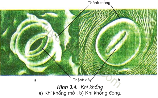 Khi Tế Bào Khí Khổng No Nước Thì: Cơ Chế, Vai Trò Và Ảnh Hưởng Đến Sự Sinh Trưởng