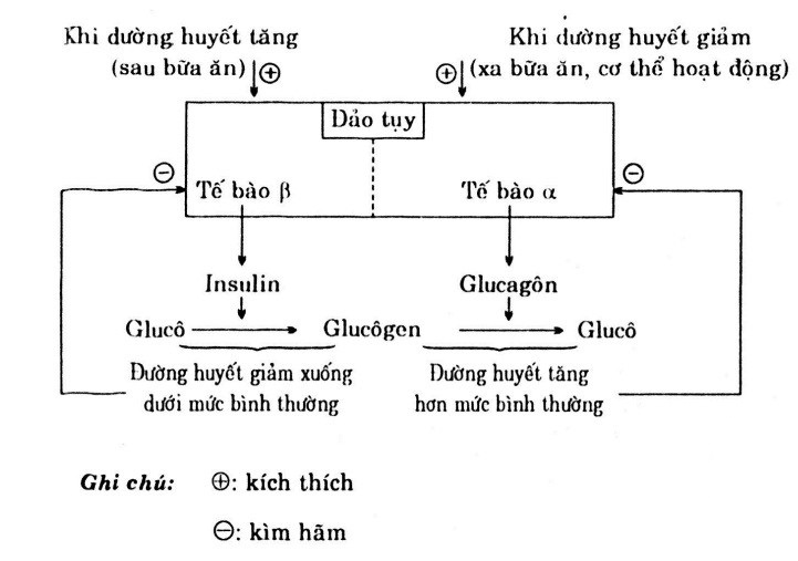 Cơ chế điều hòa glucose trong máu: Hiểu biết và giải pháp