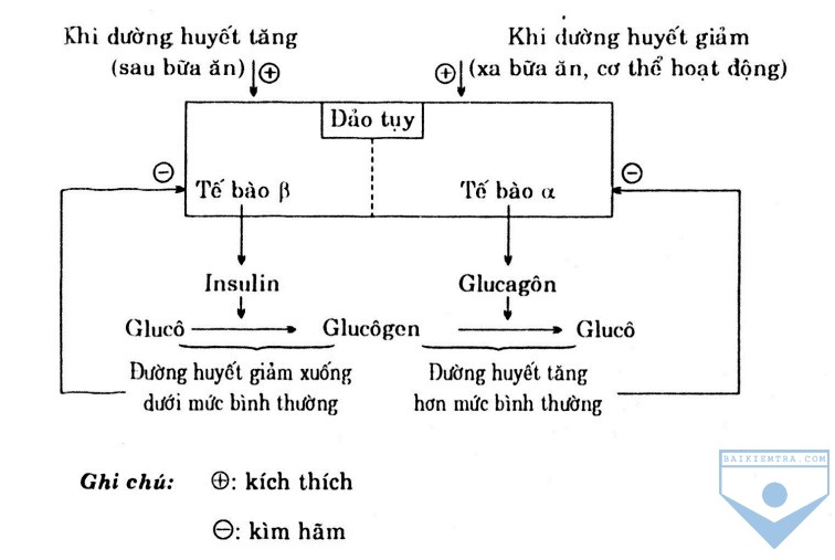 Vai trò của hoocmon tuyến tụy đối với sức khỏe và chuyển hóa