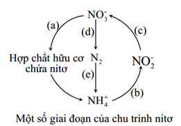 Sơ đồ bên mô tả một số giai đoạn của quá trình chuyển hóa nitơ ...