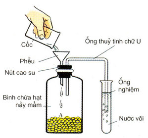 Thí Nghiệm Hô Hấp Ở Thực Vật Sinh 11: Khám Phá Quá Trình Hô Hấp Của Thực Vật