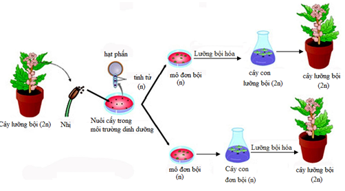 7. Những thành tựu nổi bật trong nghiên cứu cây lưỡng bội