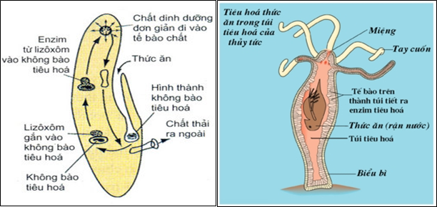 Cách để Làm mô hình tế bào động vật  wikiHow