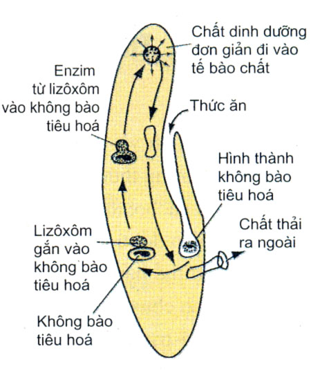 Động Vật Chưa Có Cơ Quan Tiêu Hóa: Bí Ẩn Về Các Loài Sinh Vật Đơn Giản