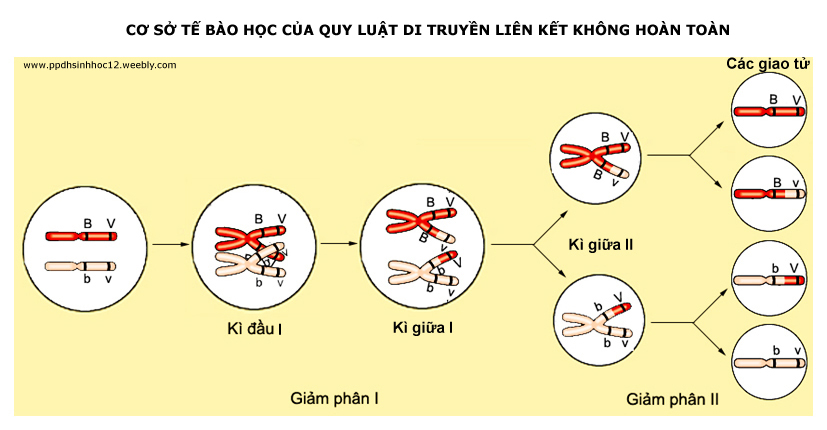 Xét một cặp nhiễm sắc thể tương đồng: Khái niệm, Cơ chế và Tầm quan trọng