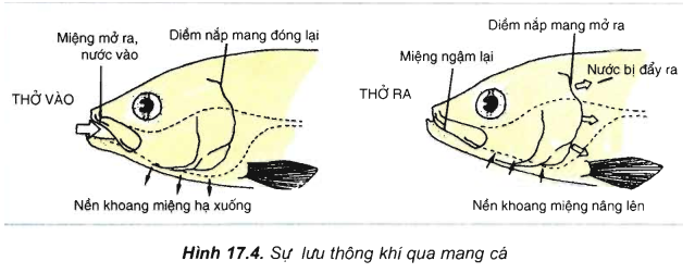 Khi Cá Thở Ra Diễn Biến Nào Sau Đây Đúng? Tìm Hiểu Chi Tiết Quá Trình Hô Hấp Ở Cá