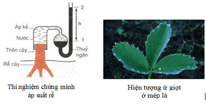 Áp Suất Rễ Được Thể Hiện Qua Hiện Tượng: Bí Ẩn Và Vai Trò Quan Trọng Trong Đời Sống Cây Trồng