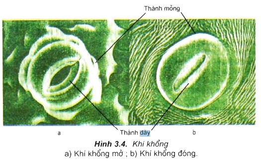 Khi tế bào khí khổng trương nước thì: Hiểu rõ cơ chế và vai trò trong đời sống thực vật