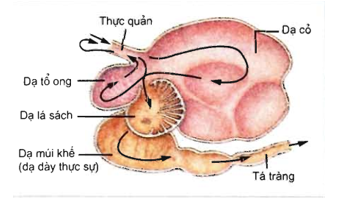 Dạ Dày Của Trâu: Cấu Trúc, Chức Năng Và Quá Trình Tiêu Hóa Đầy Đủ