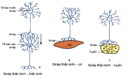 Xinap là gì? Cấu tạo, chức năng và vai trò quan trọng trong hệ thần kinh