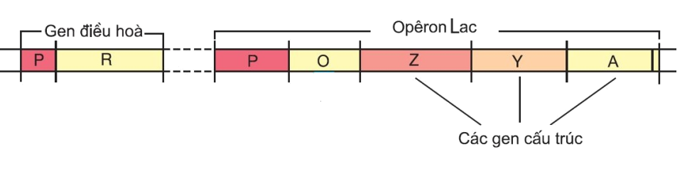 Operon lac của vi khuẩn E. coli gồm những gì? Cấu trúc và cơ chế hoạt động