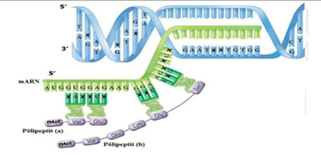 Cấu trúc không gian của ARN có dạng  Myphamthucucvn  Giáo dục trung học  Đồng Nai