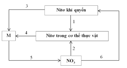 Hình dưới đây mô tả chu trình nitơ trong tự nhiên. Các quá trình ...