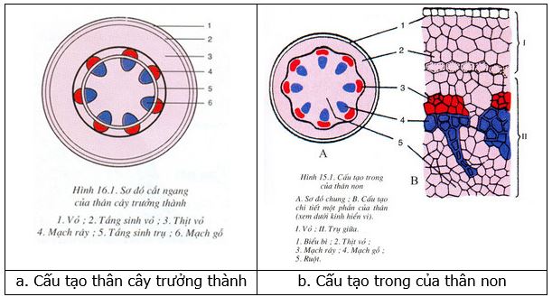 Cấu tạo thân cây: Học về cấu trúc và chức năng của thân cây