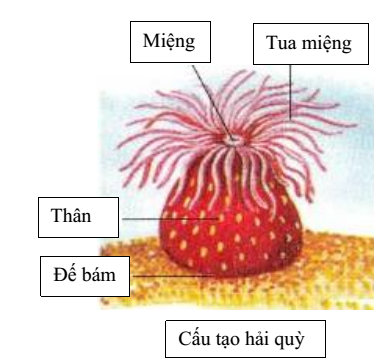 Loài ruột khoang nào có cơ thể hình trụ, kích thước khoảng từ 2 cm ...