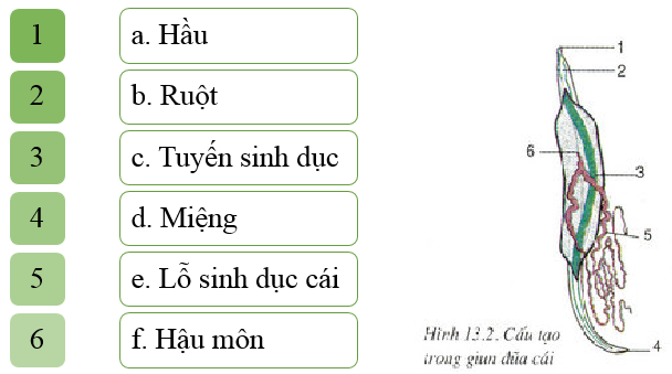 Cấu tạo trong của giun đũa: Khám phá chi tiết và những điều thú vị