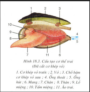 Phát Biểu Nào Sau Đây Về Thủy Tức Là Đúng? Khám Phá Các Đặc Điểm Quan Trọng