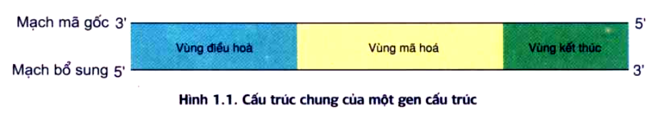 Mỗi Gen Mã Hóa Prôtêin Điển Hình Gồm Vùng Nào? Khám Phá Chi Tiết Và Ứng Dụng