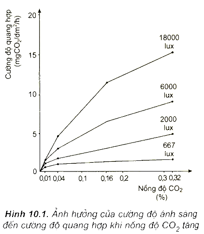 Khi Nói Về Ảnh Hưởng Của Các Nhân Tố Môi Trường Đến Quá Trình Quang Hợp Ở  Thực Vật, Phát Biểu Nào Sau Đây Sai?