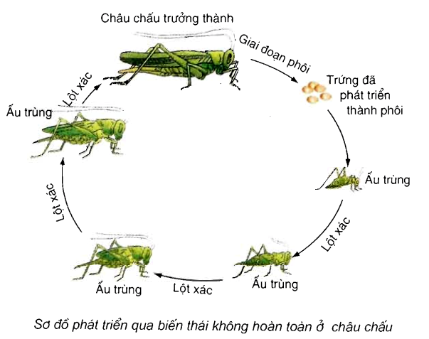 Biến Thái Không Hoàn Toàn: Khám Phá Chi Tiết và Ví Dụ Thực Tiễn