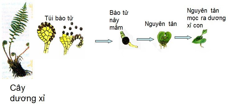 Cơ Quan Sinh Sản Của Dương Xỉ: Khám Phá Quá Trình Sinh Sản Độc Đáo Và Bí Ẩn