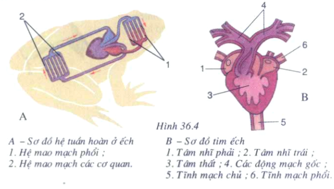 Tim ếch có mấy ngăn? Khám phá cấu tạo tim của loài ếch