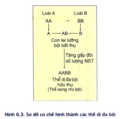 Dị Đa Bội: Khám Phá Toàn Diện về Hiện Tượng và Ứng Dụng Trong Sinh Học