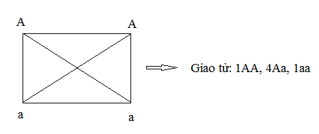 AAAA Giảm Phân: Tìm Hiểu Quá Trình Và Ứng Dụng Quan Trọng