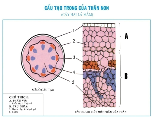 Cấu tạo sơ cấp của thân cây 2 lá mầm: Hướng dẫn chi tiết và ý nghĩa