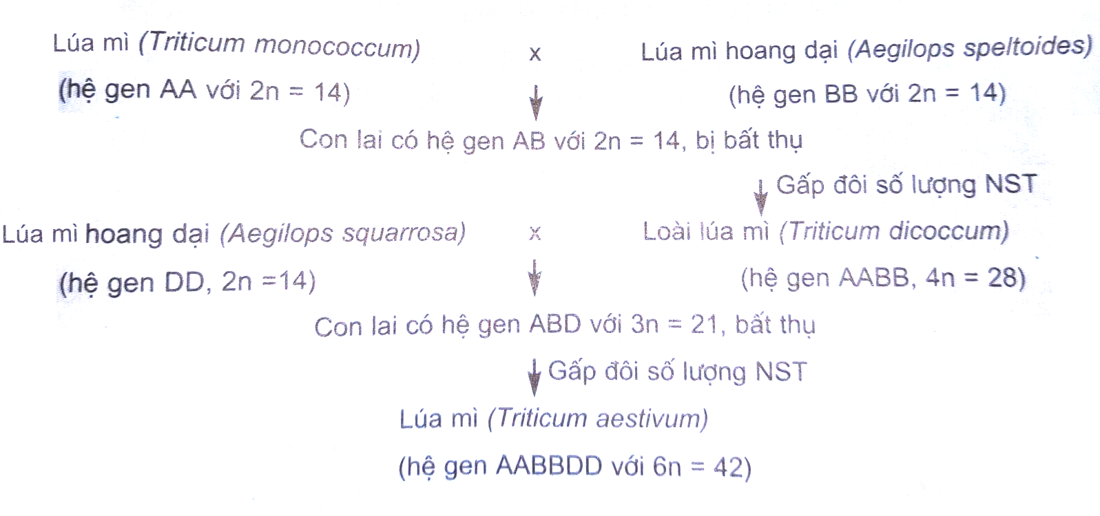 Lúa Mì Lúa Mạch: Khám Phá Giá Trị Dinh Dưỡng Và Ứng Dụng Trong Ẩm Thực