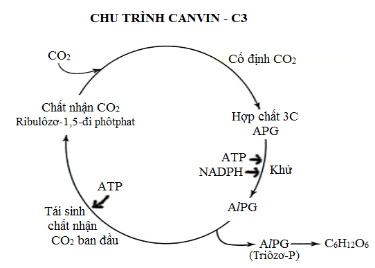 Ý nào không đúng với chu trình Calvin? Những điều bạn cần biết để tránh nhầm lẫn