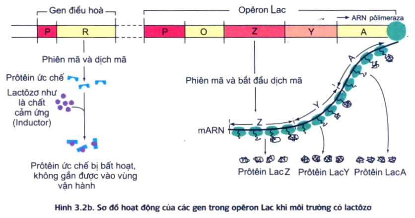 Khi Môi Trường Có Lactôzơ: Cơ Chế Hoạt Động Và Ý Nghĩa Sinh Học