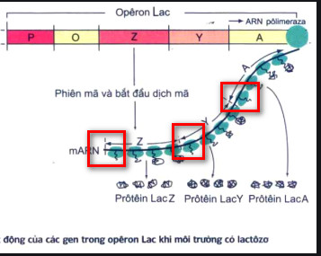 Sơ đồ cấu trúc của Opêron Lac chi tiết nhất