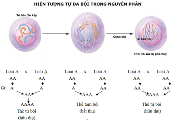 7. Lợi Ích Và Hạn Chế Của Thể Đa Bội