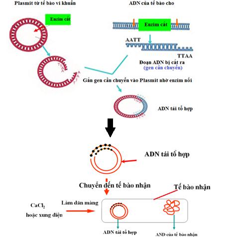 ADN Tái Tổ Hợp Là Gì? Tìm Hiểu Về Công Nghệ Đột Phá Trong Sinh Học