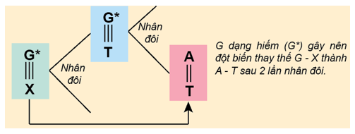 Trong Quá Trình Nhân Đôi ADN Guanin Dạng Hiếm - Phân Tích Toàn Diện và Ứng Dụng Sinh Học