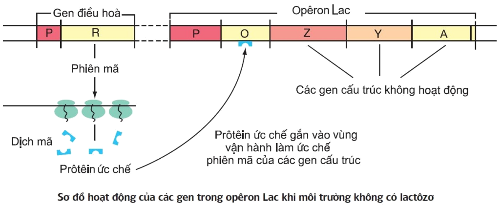 Khi Môi Trường Không Có Lactose: Tìm Hiểu Cơ Chế Điều Hòa Gen Và Ứng Dụng