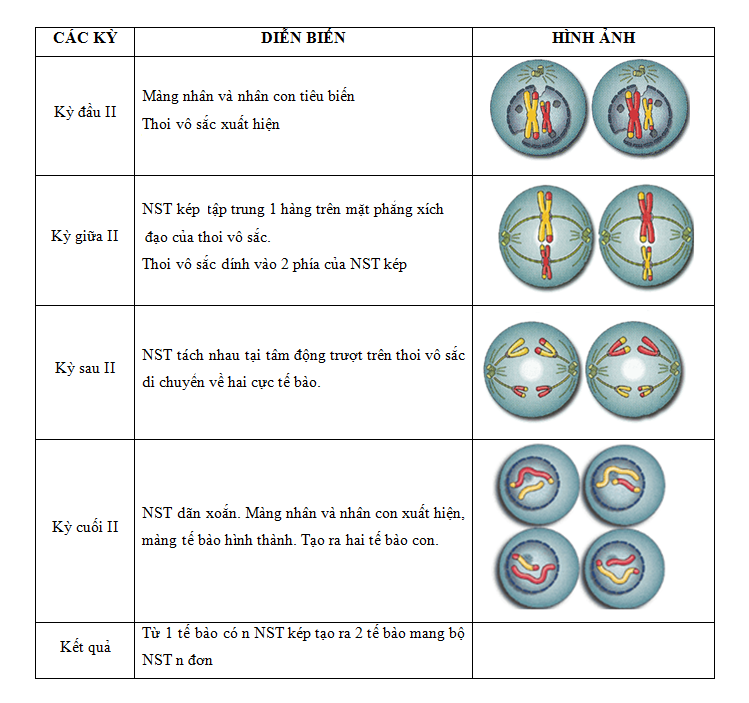 Kết Quả Của Quá Trình Giảm Phân: Tất Cả Những Gì Bạn Cần Biết