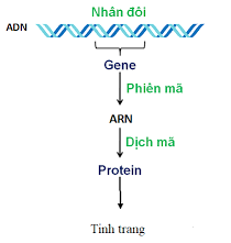 Mối Quan Hệ Giữa Gen Và Tính Trạng: Hiểu Rõ Để Thành Công Trong Nghiên Cứu Và Ứng Dụng