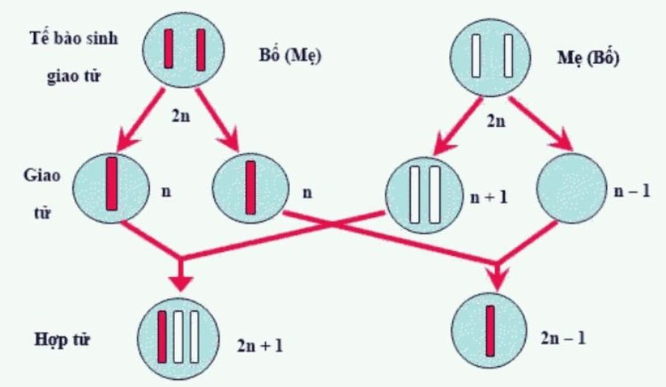 4. Một Số Hội Chứng Liên Quan Đến Dị Bội Ở Người