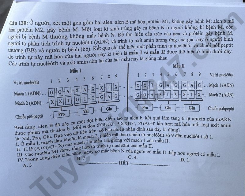 Dap an de thi tot nghiep THPT mon Sinh - Ma de 204 nam 2024