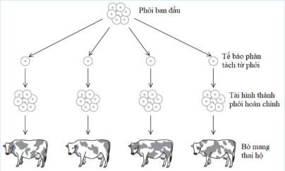 A diagram of a cow

AI-generated content may be incorrect.