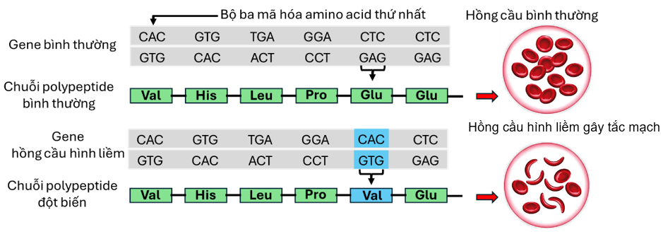 A diagram of a dna sequence
AI-generated content may be incorrect.