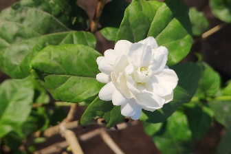 A white flower on a plant

Description automatically generated